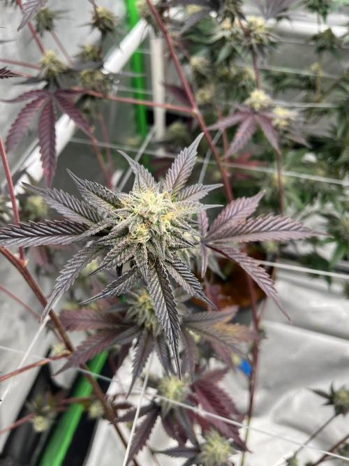 8/9/2026. Week 9