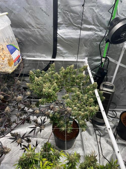 8/9/2026. Week 9