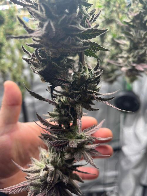 8/9/2026. Week 9