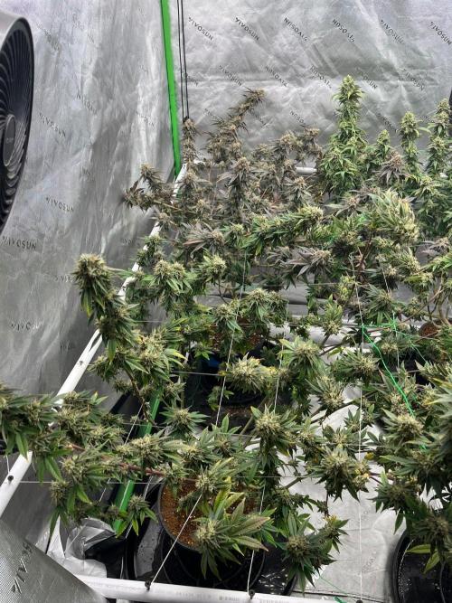 10/13/26. Week 8 - Glitter bomb Fat Bastard