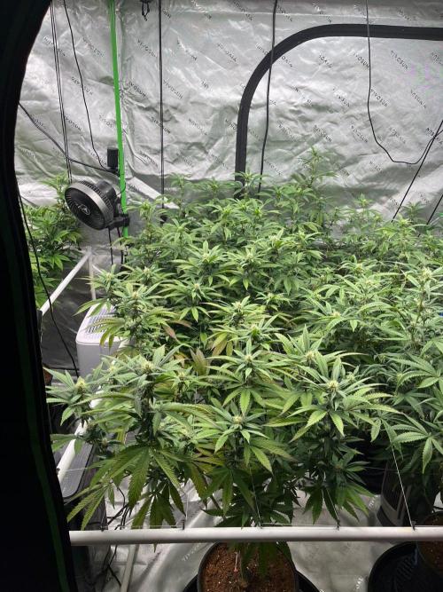Super Boof. Week 4