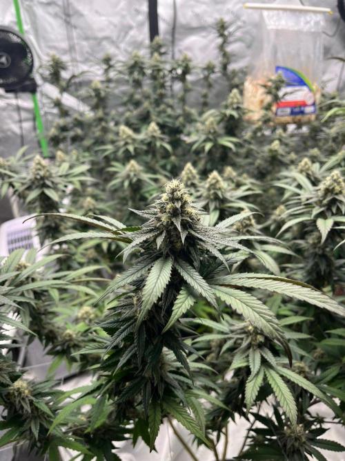 Super Boof. Week 6