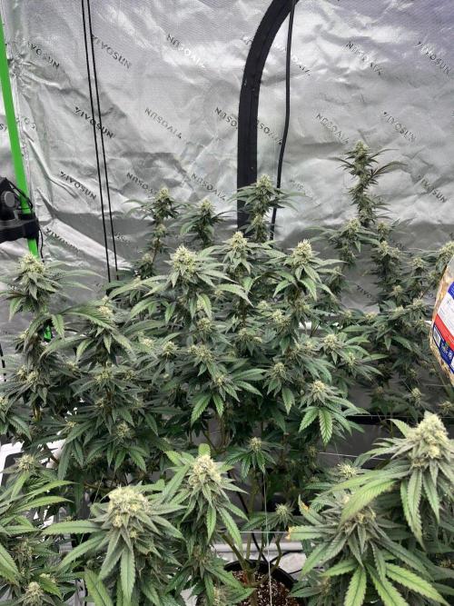 Super Boof. Week 6