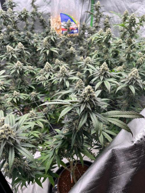 Super Boof. Week 6