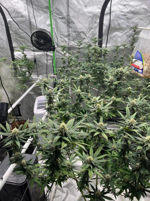 Super Boof. Week 5