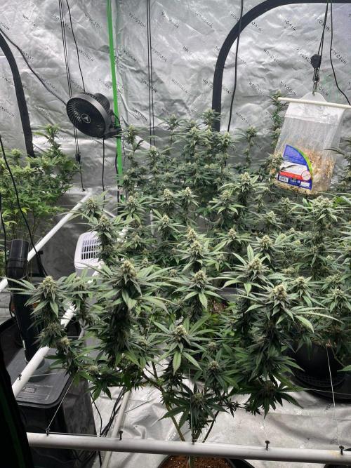 Super Boof. Week 5
