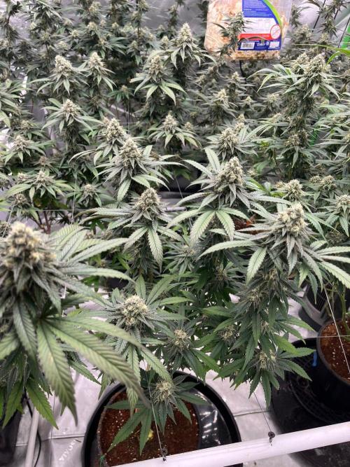 Super Boof. Week 7