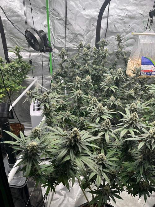 Super Boof. Week 7