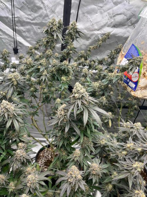 Super Boof. Week 8