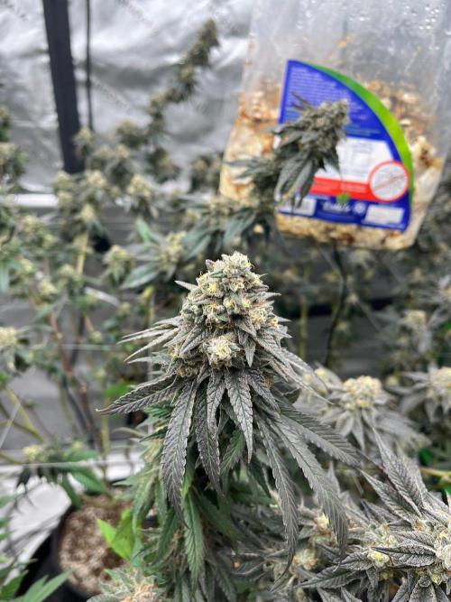 Super Boof. Week 8