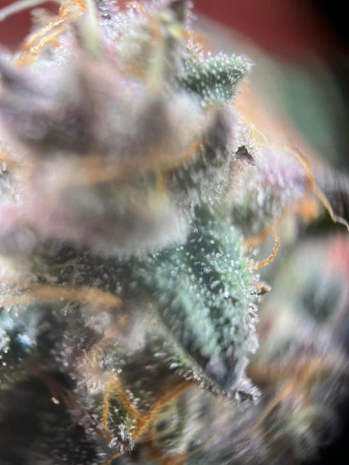 Super Boof. Week 8