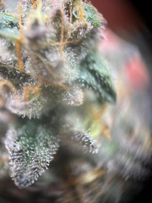 Super Boof. Week 8