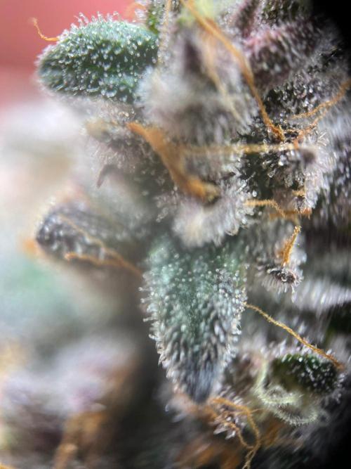 Super Boof. Week 8