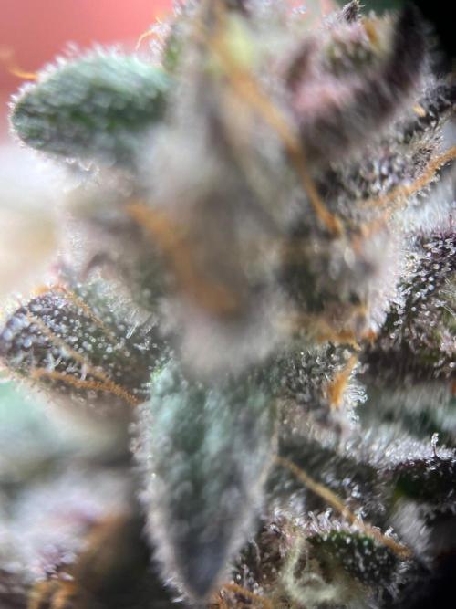 Super Boof. Week 8