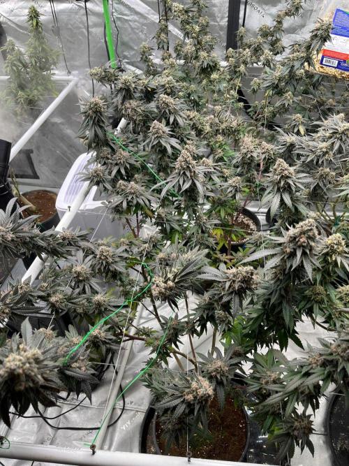 Super Boof. Week 8