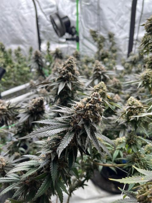 Super Boof. Week 8