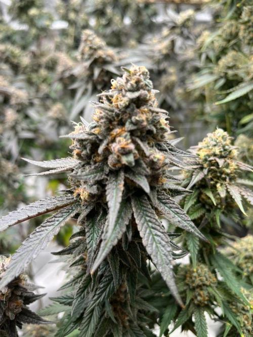 Super Boof. Week 8