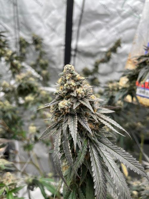 Super Boof. Week 8