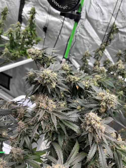 Super Boof. Week 8