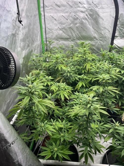 Fat Bastard. Week 2