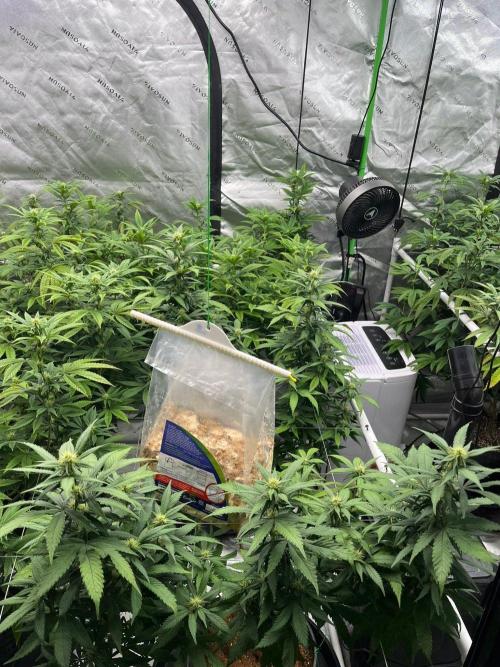 Fat Bastard. Week 2