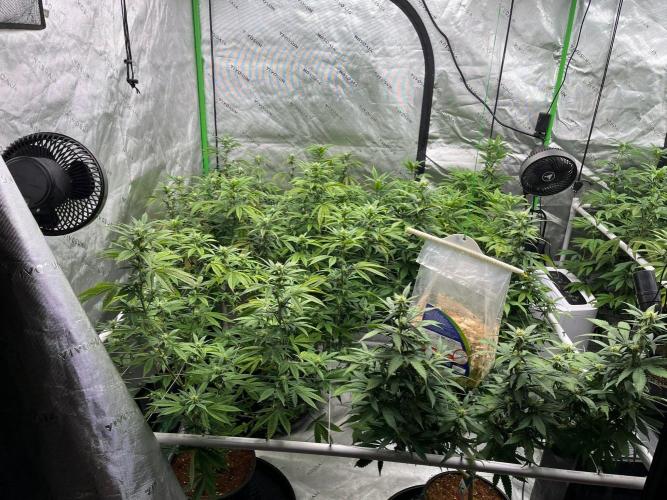 Fat Bastard. Week 2