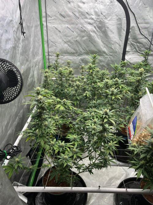 Fat Bastard. Week 3