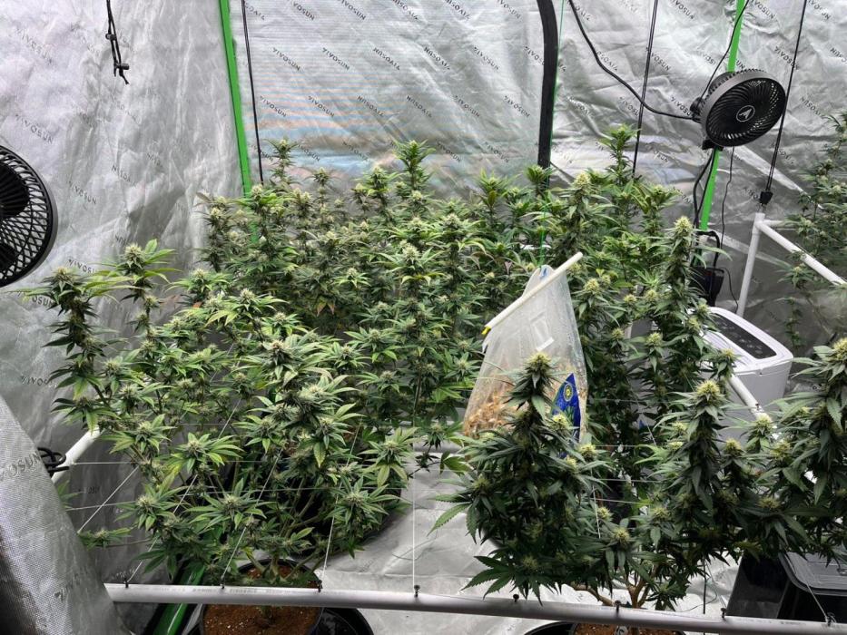 Fat Bastard. Week 4