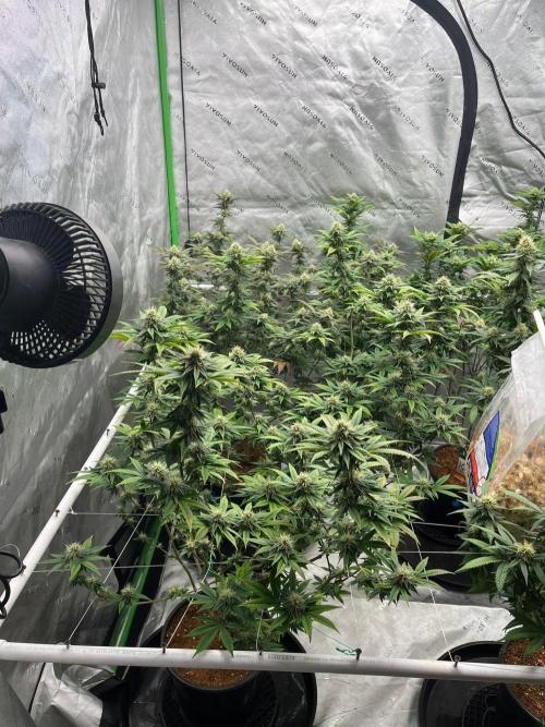 Fat Bastard. Week 5