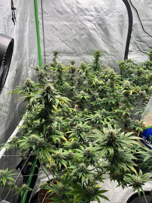 Fat Bastard. Week 6