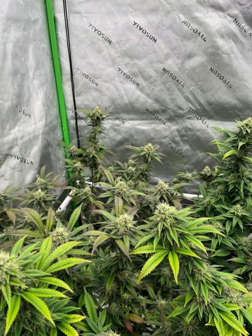 Fat Bastard. Week 6