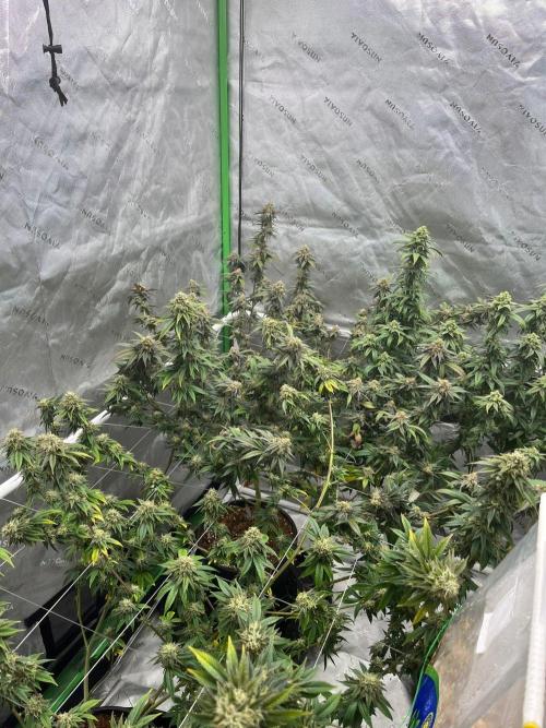 Fat Bastard. Week 7