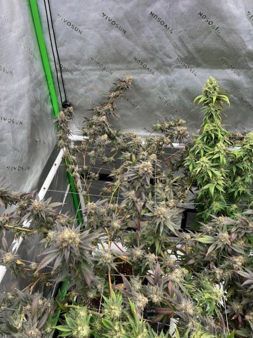 Fat Bastard. Week 8
