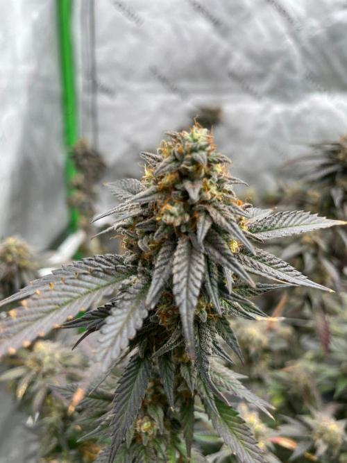 Fat Bastard. Week 8