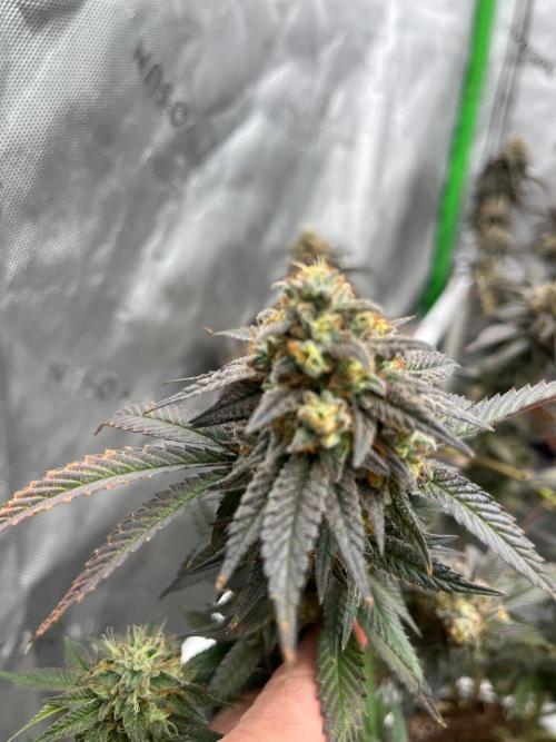 Fat Bastard. Week 8