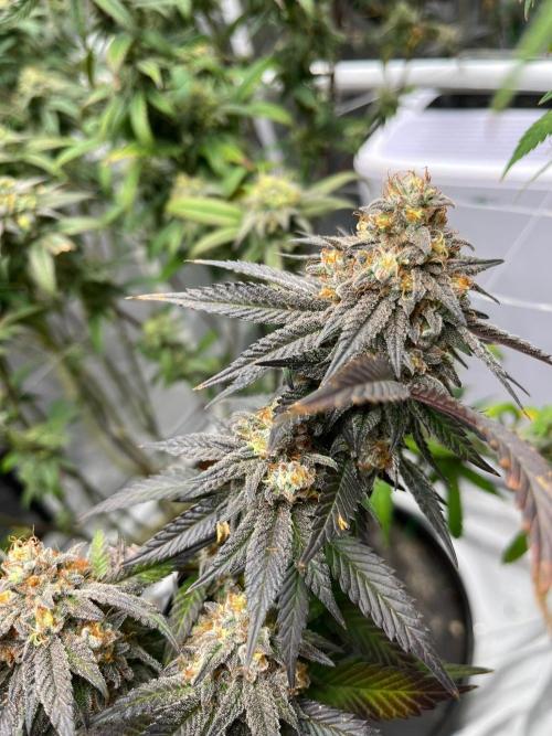 Fat Bastard. Week 8