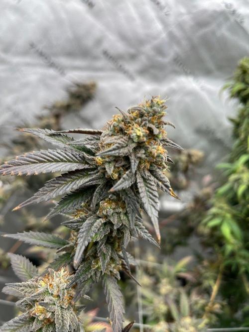 Fat Bastard. Week 8