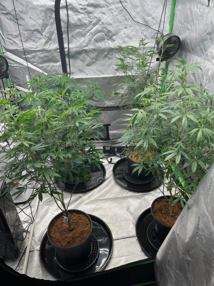Purple Panty Dropper. Week 1