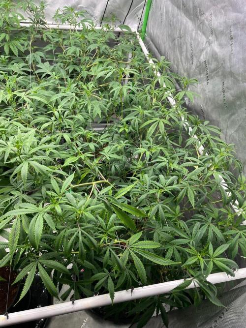 Purple Panty Dropper. Week 2