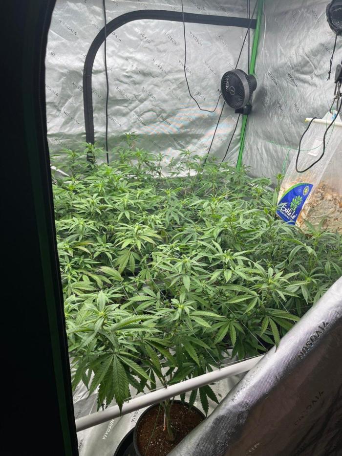 Purple Panty Dropper. Week 3