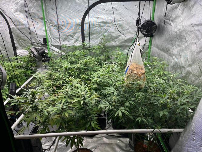 Purple Panty Dropper. Week 4