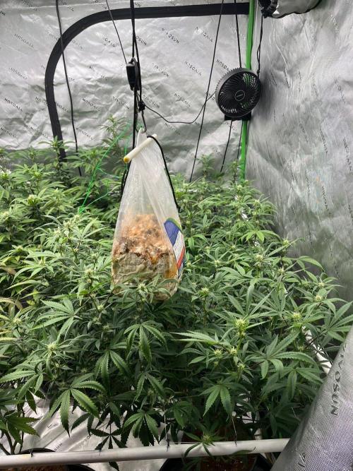 Purple Panty Dropper. Week 4