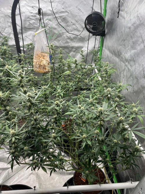 Purple Panty Dropper. Week 5