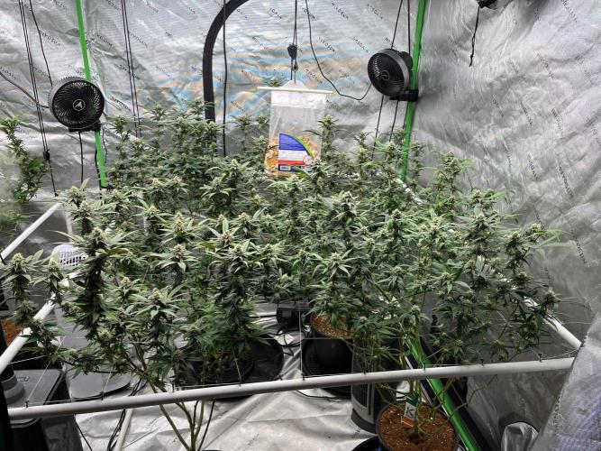 Purple Panty Dropper. Week 5