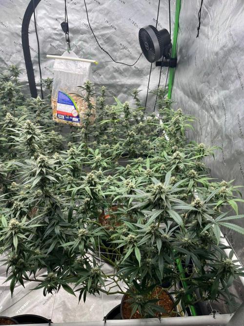 Purple Panty Dropper. Week 6