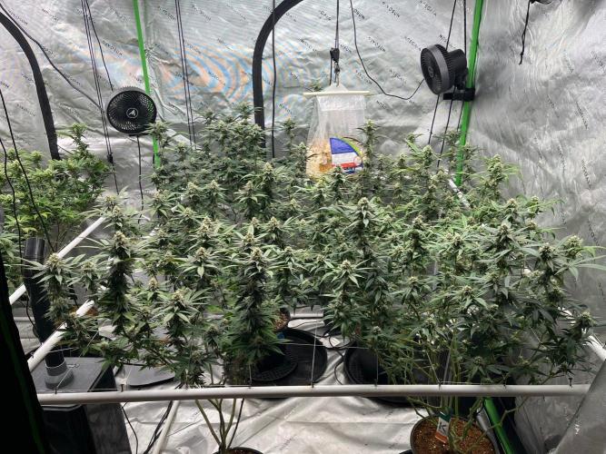 Purple Panty Dropper. Week 6