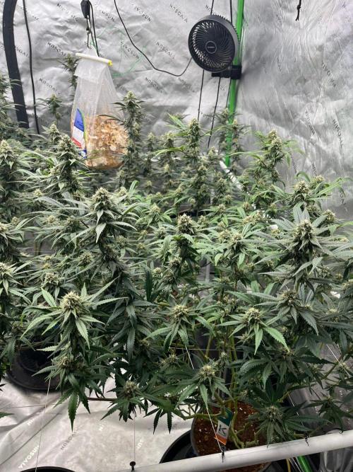Purple Panty Dropper. Week 6