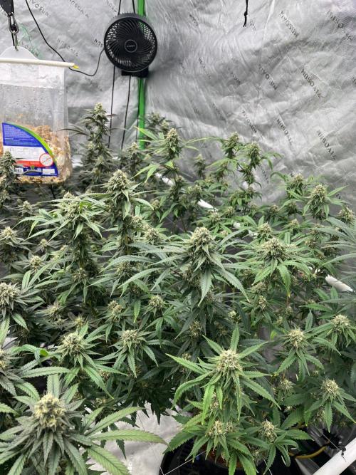 Purple Panty Dropper. Week 7