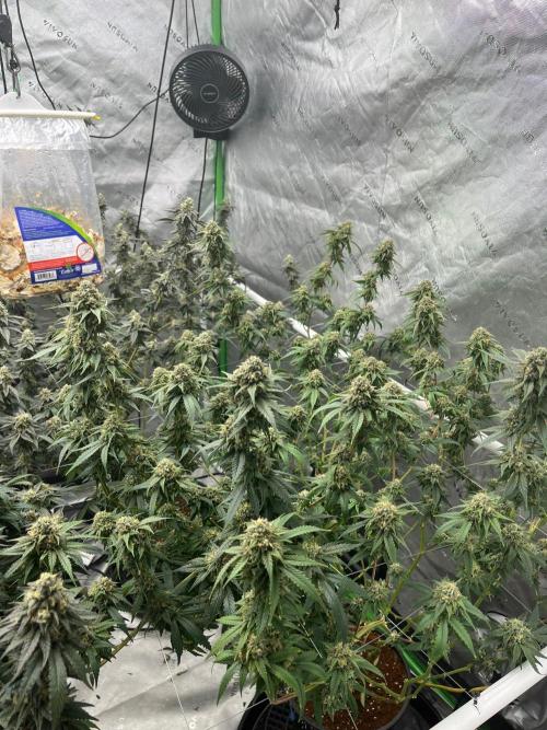 Purple Panty Dropper. Week 7