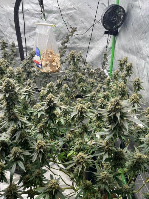 Purple Panty Dropper. Week 8